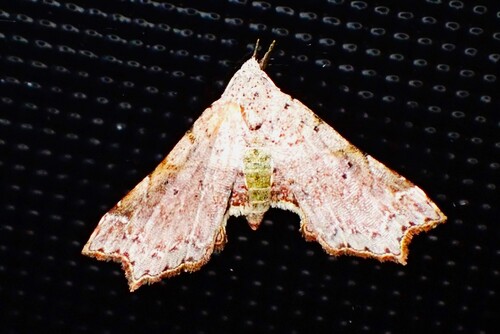Camptocrossa acrocausta