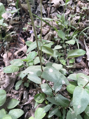 Phlox ovata, photograph 2