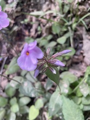 author not stated, no rights reserved Phlox ovata, photograph author not stated, no rights reserved