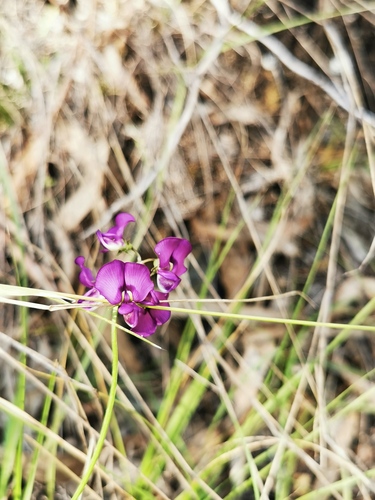 Variable Swainsona (Swainsona oroboides)