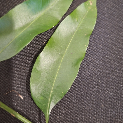 Image of Owenia cepiodora by (c) Greg Tasney, some rights reserved (CC BY-SA)