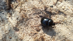 Trypocopris vernalis