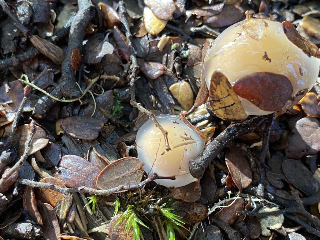 Cortinarius lubricanescens · April 2025 · photo: © bryn98283 (iNaturalist, cc0)