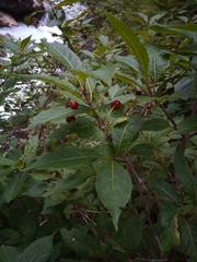 Lonicera alpigena