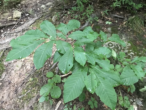 Asimina triloba