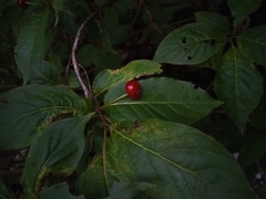 Lonicera alpigena