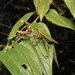 Vates weyrauchi - Photo (c) Lindsey Cathcart, μερικά δικαιώματα διατηρούνται (CC BY-NC), uploaded by Lindsey Cathcart