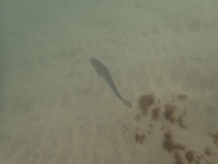 Menticirrhus undulatus