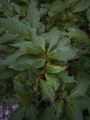 Lonicera alpigena