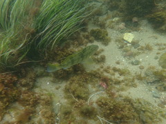 Paralabrax nebulifer