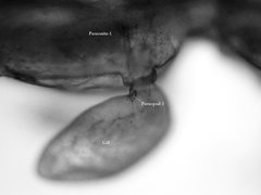 Paracaprella pusilla