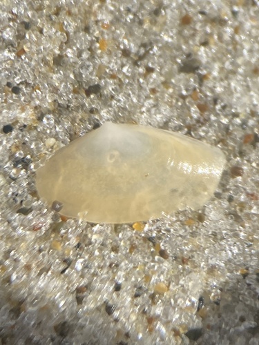 Scalpomactra scalpellum observed 2025-04-19