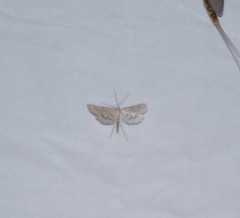 Parapoynx allionealis