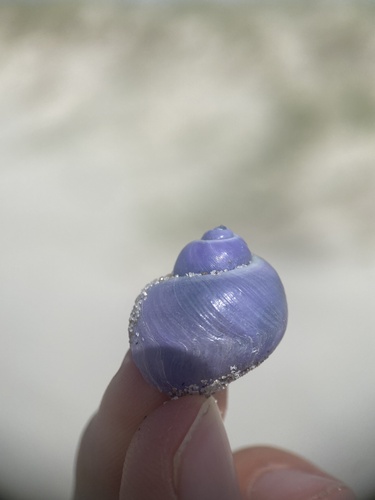 Violet Globe Snail