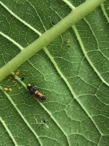 Asian Lady Beetle photographed in Missouri