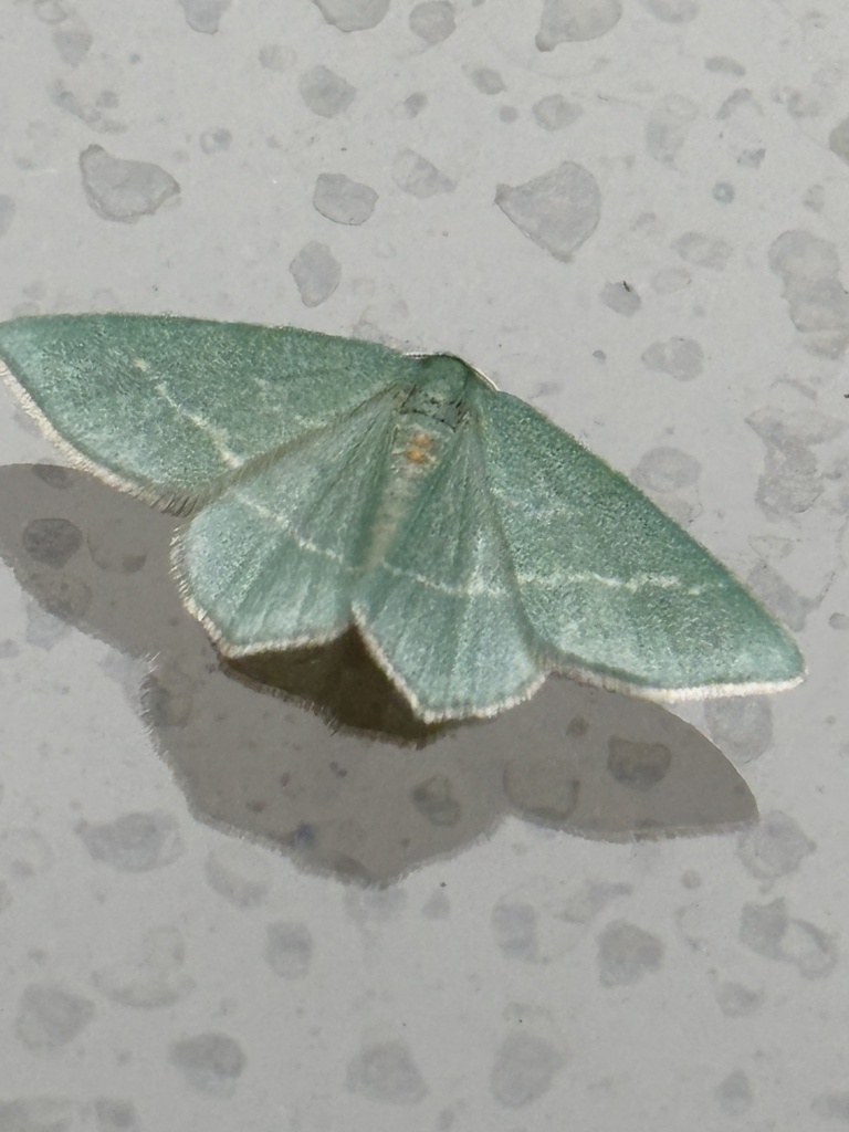 Chlorissa obliterata