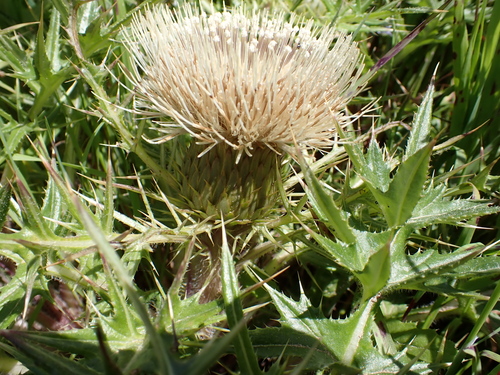 Image of Cirsium quercetorum by (c) Neal Kelso, some rights reserved (CC BY)