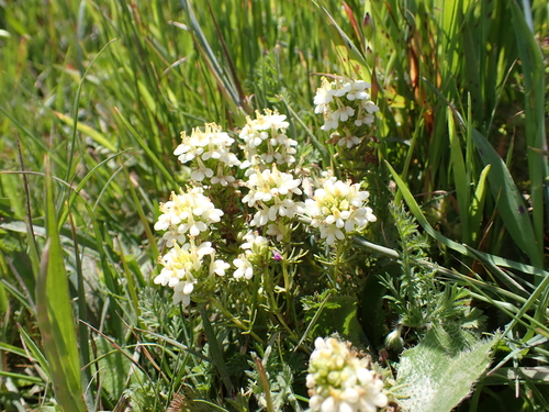 Image of Triphysaria floribunda by (c) Neal Kelso, some rights reserved (CC BY)