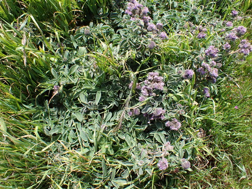 Image of Phacelia californica by (c) Neal Kelso, some rights reserved (CC BY)