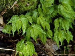 (c) りなべる, some rights reserved (CC BY) Elatostema involucratum, photograph (c) りなべる, some rights reserved (CC BY)