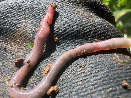 Pontoscolex corethrurus, 2025-04-22