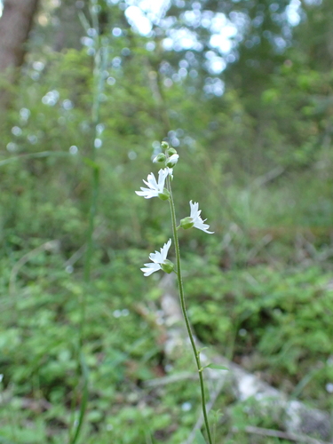 Image of Lithophragma heterophyllum by (c) Neal Kelso, some rights reserved (CC BY)