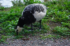 Branta leucopsis