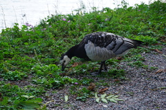 Branta leucopsis
