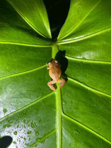 Common Coqui, Hilo, photo 8 of 10