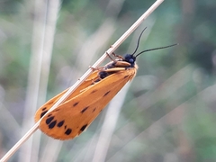 Setina aurita