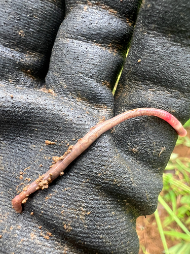 Pontoscolex corethrurus, 2025-04-22