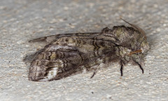 Heterocampa obliqua