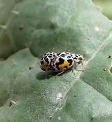 Psyllobora nana