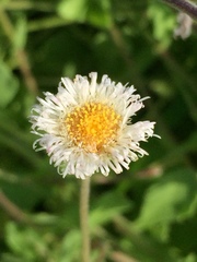 Erigeron procumbens
