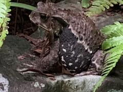 Bufo formosus