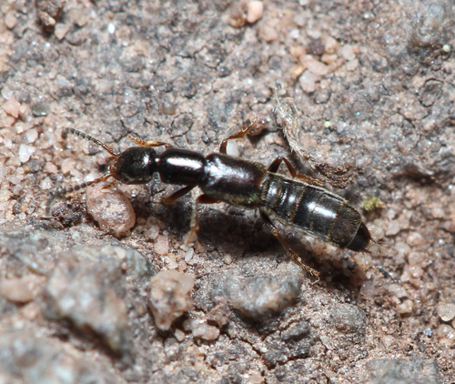 Neobisnius lathrobioides