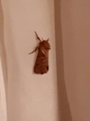 Triodia sylvina