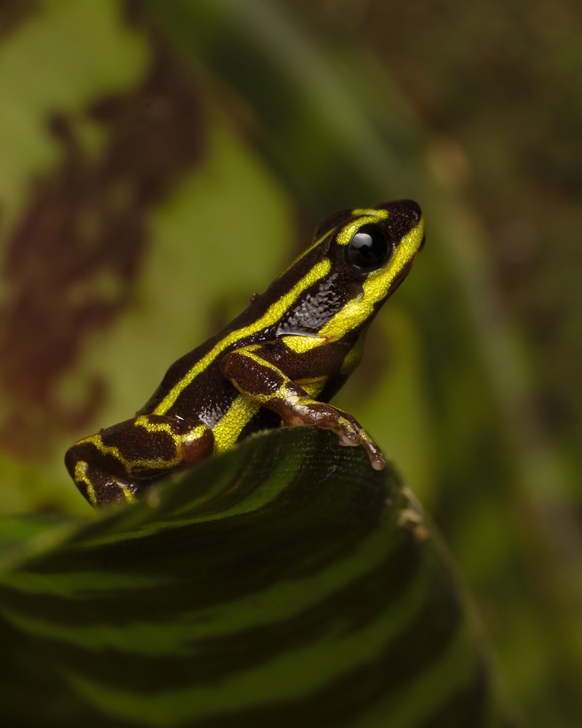 Ranitomeya cyanovittata