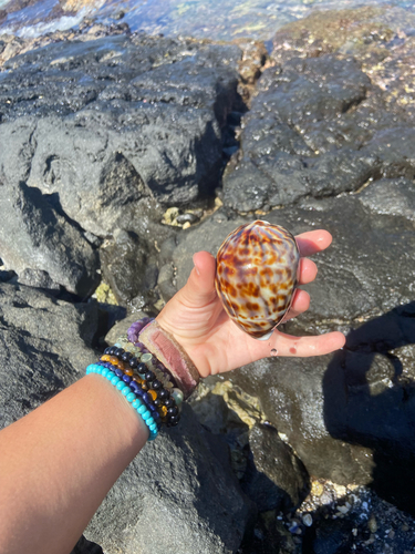 Cypraea tigris observed 2022-03-03