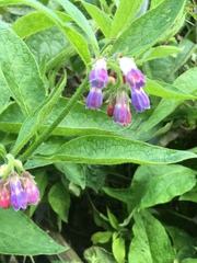 Symphytum officinale