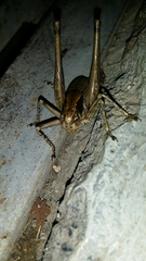 Orthoptera
