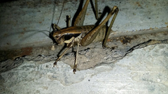 Orthoptera