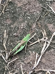 Chortophaga viridifasciata