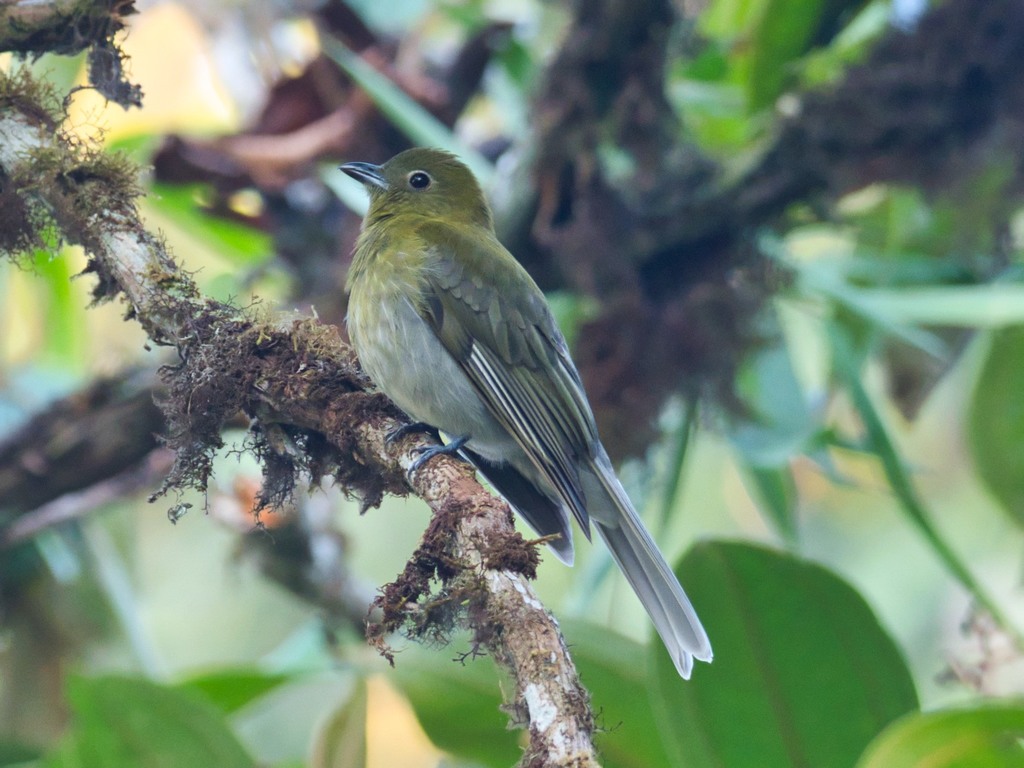 Gray-tailed Piha photo