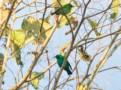Chlorochrysa calliparaea