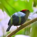 Yungas Manakin - Photo (c) Eric Carpenter, some rights reserved (CC BY-NC), uploaded by Eric Carpenter