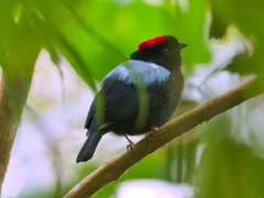 Yungas Manakin photo 2