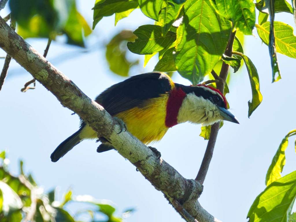 Scarlet-Banded Barbet