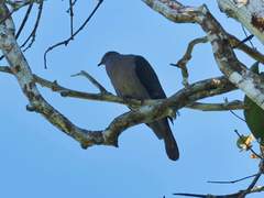 Patagioenas plumbea