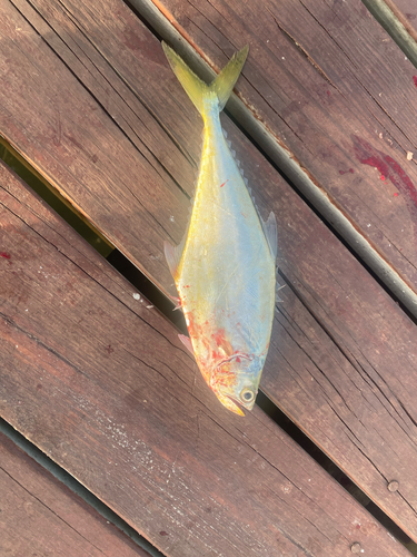 Jack (Oligoplites palometa) — Carangidae